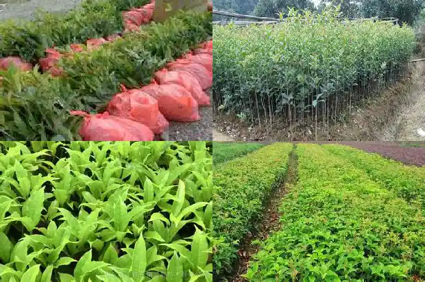 桂花树几年长成果1682649145786