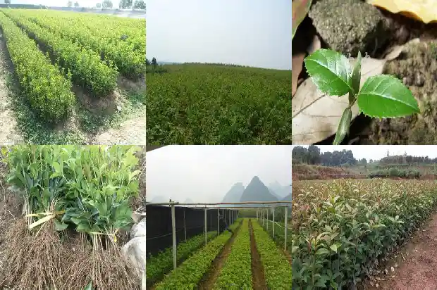 桂花树几年苗开花1682649185328
