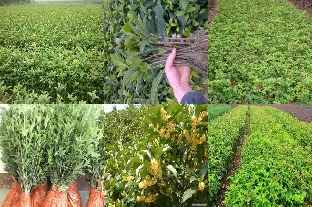 桂花粥用新鲜桂花吗1689035511406