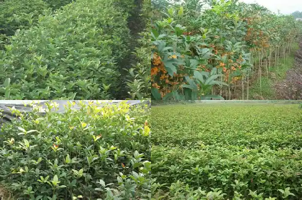 桂花树长果吗1682649230284