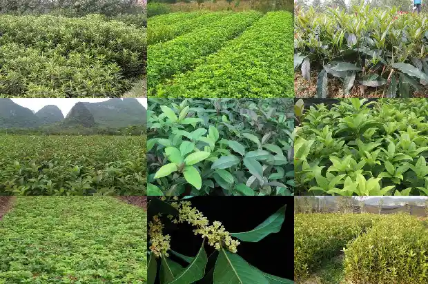 桂花树长果吗1682649230332