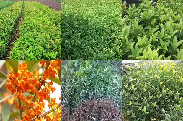 桂花树长果吗1682649230380
