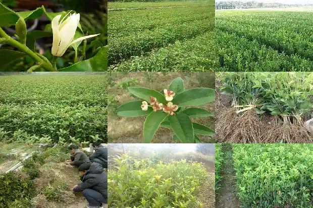 桂花树能长多少年寿命1682649269625
