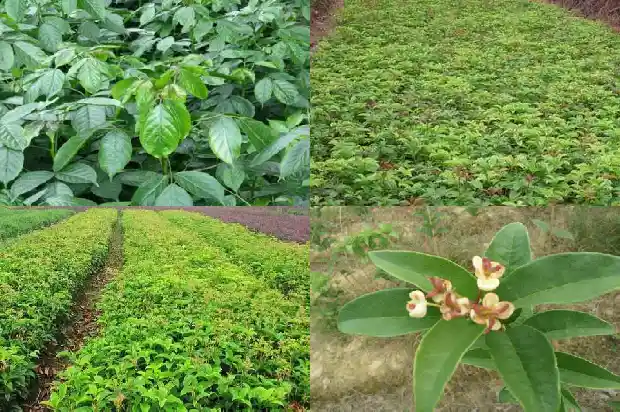 朱砂桂花树一公分多少棵好养活1682649328739