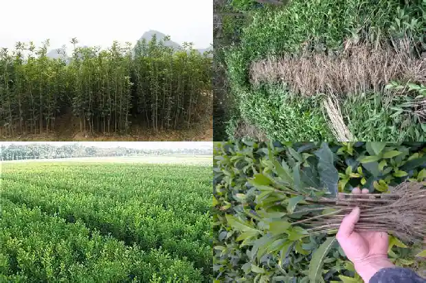 彩叶桂花树价格多少钱一棵呢1690245280724