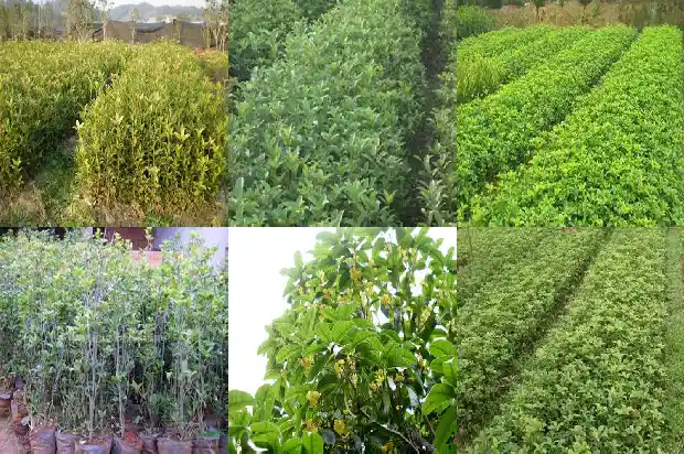 桂花树几米栽一个好1682649370596