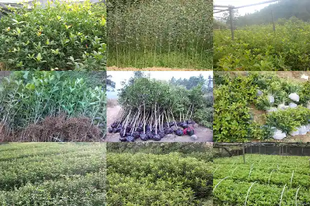 桂花树几米栽一个好1682649370644