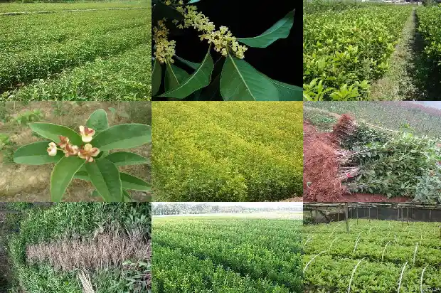 桂花树几米栽一个好1682649370691