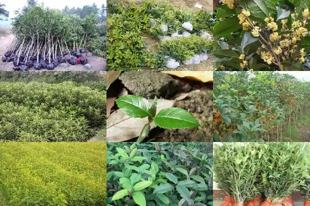 桂花树有几米1682649393466