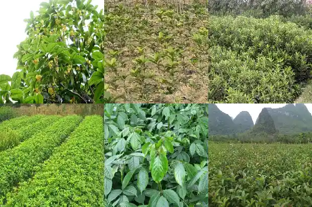 桂花树有几米1682649393514
