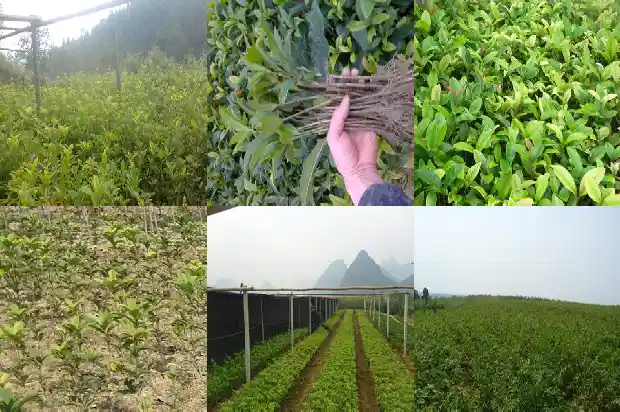 2米桂花树要多大的盆栽1682649414855