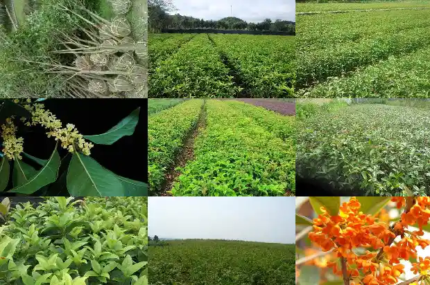 2公分桂花树要多大的盆1682649438088