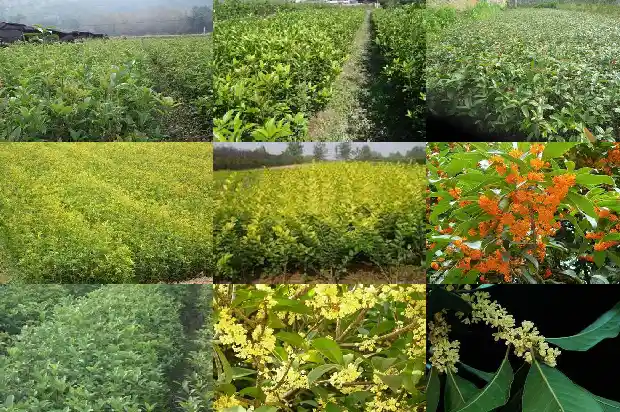 2公分桂花树要多大的盆1682649438136