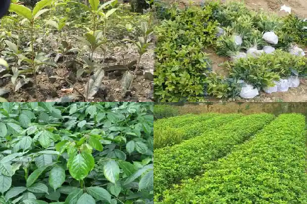 春季移栽桂花树要遮阴吗1682649484294