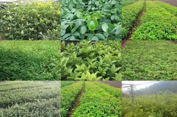 春季移栽桂花树要遮阴吗1682649484341