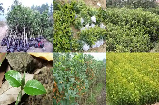 春季移栽桂花树要遮阴吗1682649484389