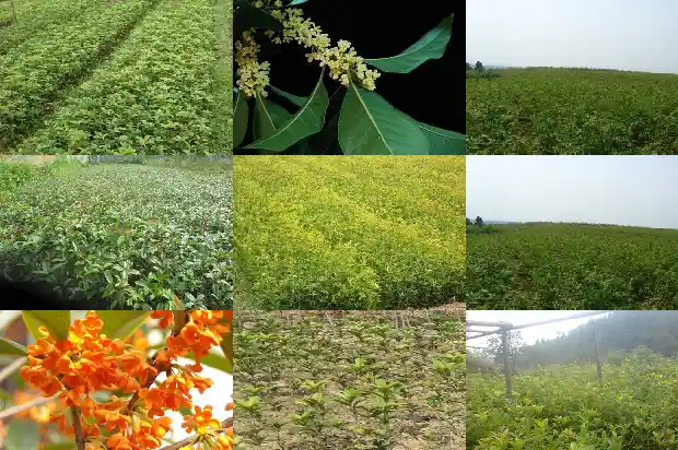春季移栽桂花树要遮阴吗1682649484437