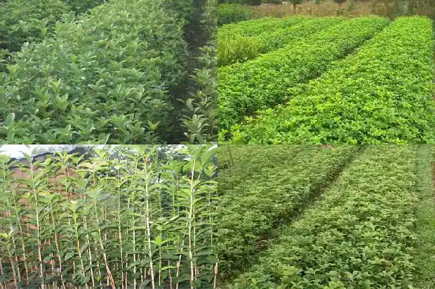 桂花树苗不带土移栽1682649503420