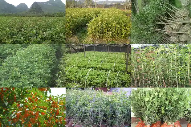 移栽桂花树价格多少钱一棵呢1690245757191