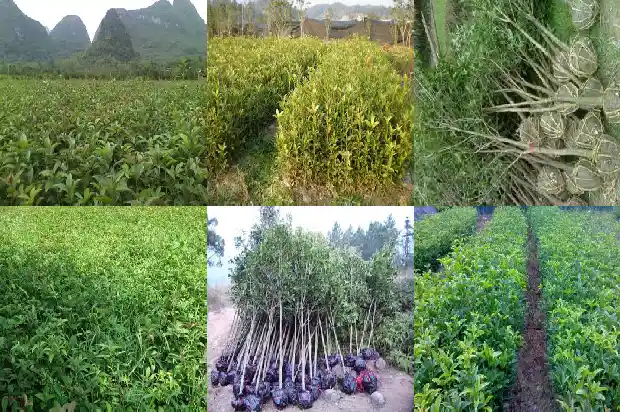 1公分桂花1682649538409