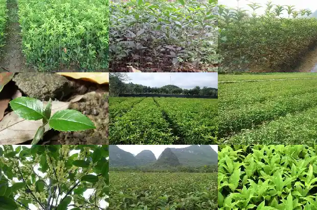 哪里卖桂花树苗好?1682649563730