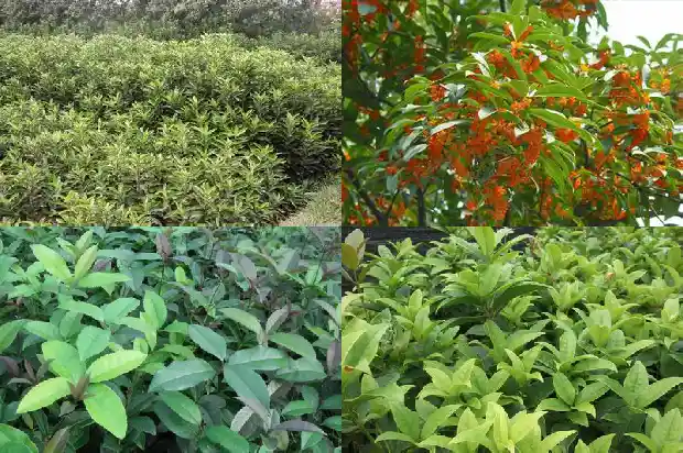 哪里卖桂花树苗好?1682649563777