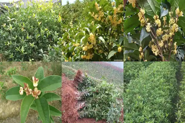 哪里卖桂花树苗好?1682649563873