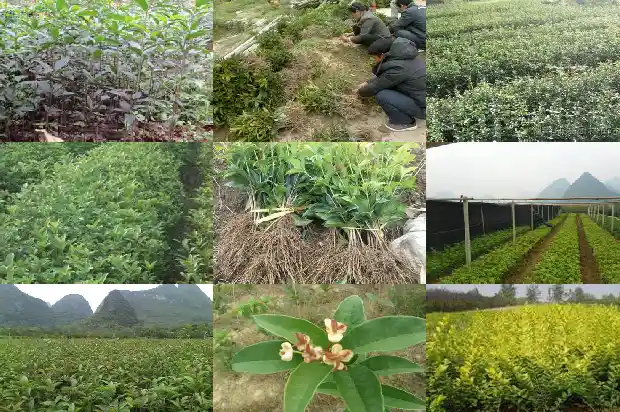 哪里卖桂花树苗便宜些1682649587162