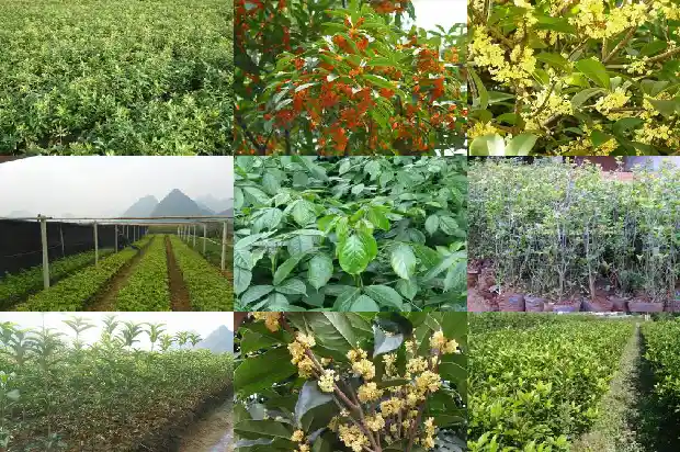 哪里可以卖桂花树苗1682726926937