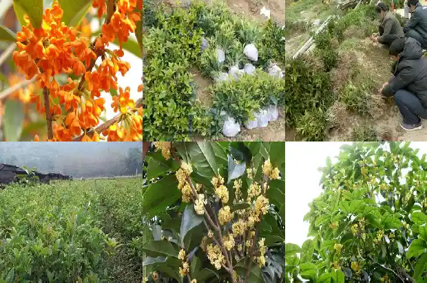 哪里可以卖桂花树苗1682726926947