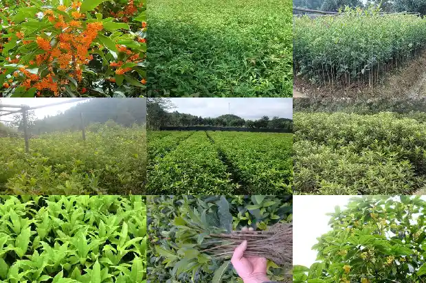 哪里可以卖桂花树苗1682726926956