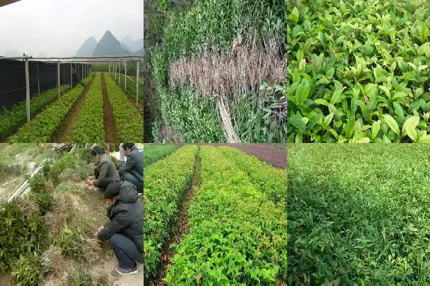 哪里可以卖桂花树苗1682726926965