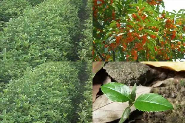 哪里桂花树苗批发最便宜的1682727330418