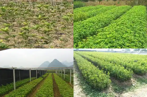 哪里桂花树苗批发最便宜的1682727330466