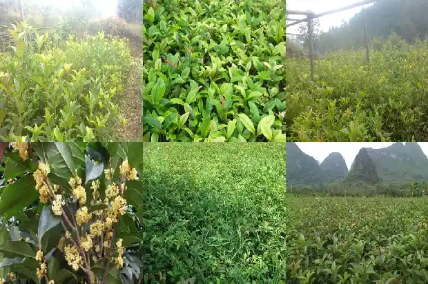 哪里桂花树苗批发最便宜的1682727330514
