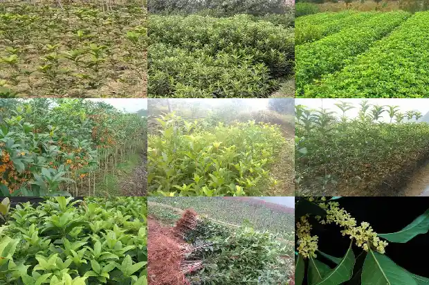 哪里桂花树苗批发最便宜的1682727330562