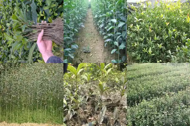 直径50厘米的桂花树有多高1690763122350