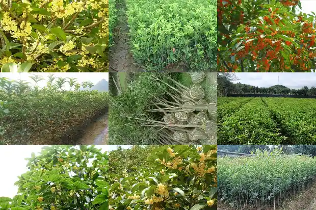 周至苗圃桂花树苗价格表1682727694816