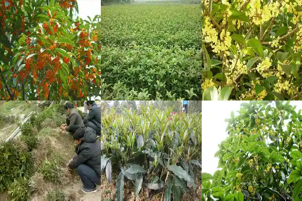 室内盆栽桂花树的注意事项1688434281000