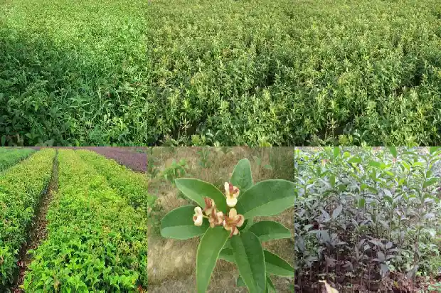 周口哪里有卖桂花树的市场地址1682727934871