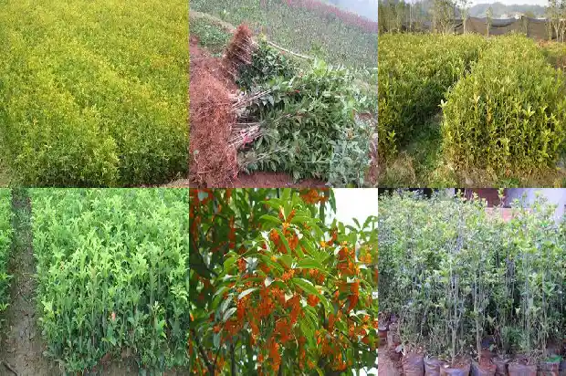 海口哪里有桂花树苗卖1682728337611