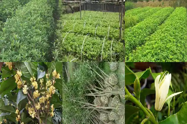 海口哪里有桂花树苗卖1682728337658