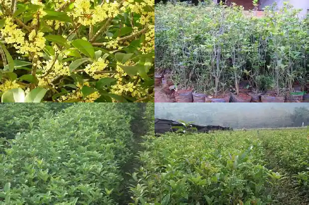 海口哪里有桂花树苗卖1682728337753