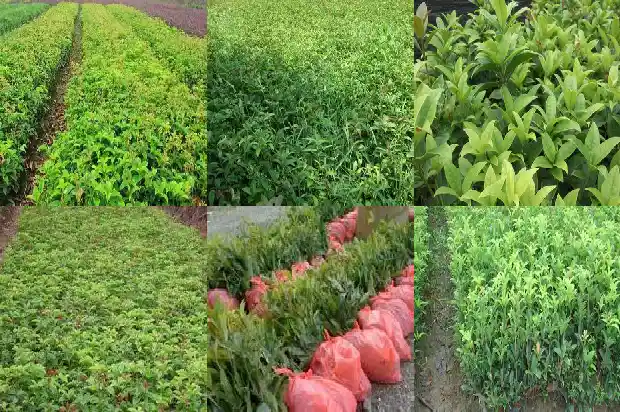 海南哪里有桂花树1682728603721