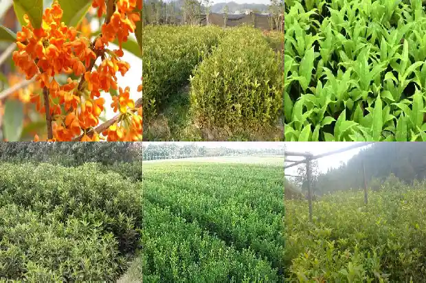 桂花树海南能种植吗1682728709572