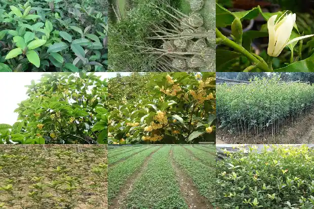 桂花树海南能种植吗1682728709620