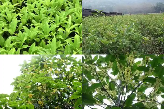 桂花树苗批发基地在哪里啊1682728832890