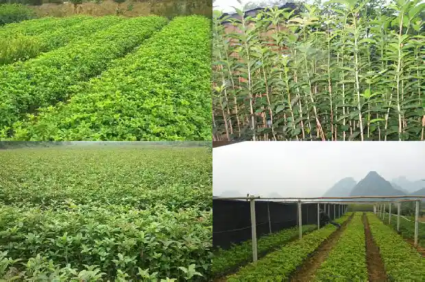 桂花树苗批发基地在哪里啊1682728832938