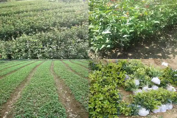 桂花树苗批发基地在哪里啊1682728832986