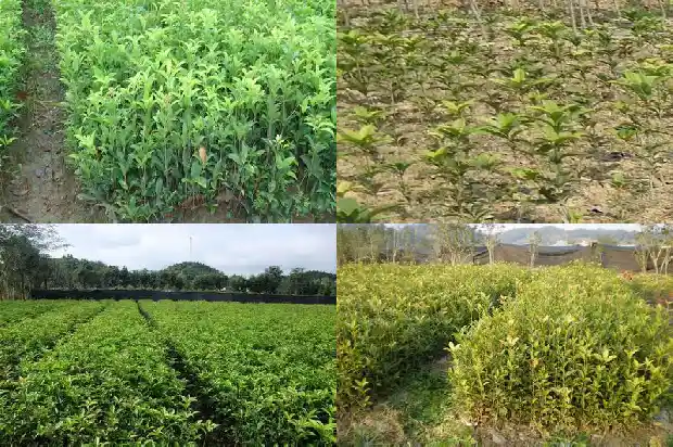 桂花小树苗报价表格1689985609785